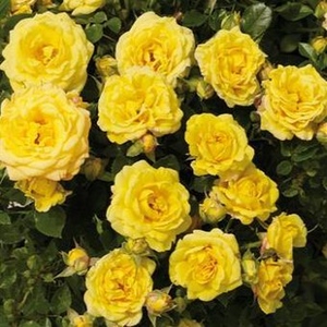 Интернет-Магазин Растений - Poзa Бэй™ - розовая - Миниатюрные розы лилипуты  - роза без запаха - Могенс Ниегаард Олесен - Сорт с мелкими простыми цветами. После отцветания осенью на кусте появлятся плоды.